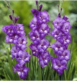 Resim Gladiolus Charisma Mojito Glayör Çiçeği Soğanı 2 Adet 