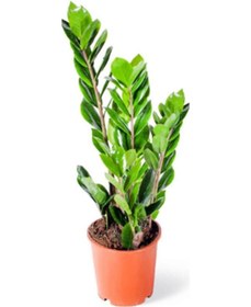 Resim Zamia Zeze Çiçeği 3 Adet 