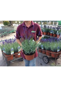 Resim Lavanta - Lavandula Angustifolia 