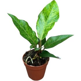 Resim Anthurium Hookeri 'variegata' 