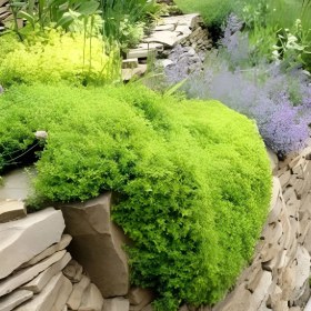 Resim Yayılıcı Goldy Aromatik Kekik Fidesi 1 Adet 