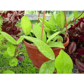 Resim Mum Çiçeği Askılı Saksıda 5 Adet - Hoya Carnosa 