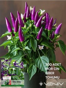 Resim 200 Adet Cin Biber Tohumu 2 Paket 