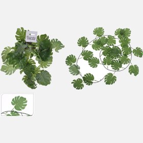 Resim Deve Tabanı Sarmaşık 180 cm 