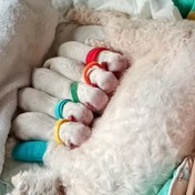 Resim Yenidoğan Evcil Hayvanlar için Ayarlanabilir 12 Adet Yumuşak Kimlik Yaka - Poliamid Malzeme, Yavru Kediler ve Köpekler için Kolay Tanımlama Desenli Yaka 