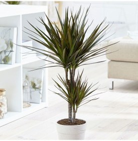 Resim Madagaskar Dragon Ağacı – Dracaena Marginata 2 Gövdeli Bordo 
