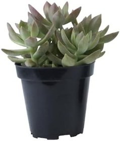 Resim Graptosedum Calıfornıa Sunset Sukulent 