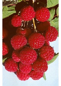 Resim 3 Lü Ahududu Fidanı Seti 1 Yaşında Rubus İdaeus Bahçeniz İçin 
