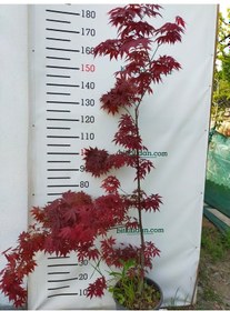 Resim 4 Yaş Kırmızı Yapraklı Japon Akça Ağacı 