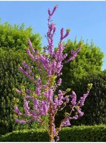 Resim Videolu Mor Leylak Çiçeği Fidanı (50 70Cm)1 Adet Tüplü Dış Mekan Bitkisi Syringa Reticulata 