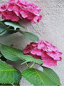 Resim Çok Avantajlı Canlı Pembe Ortanca Çiçeği 