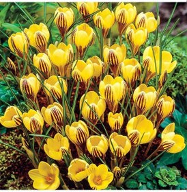 Resim FChrysanthus SarıMor Çizgili Çiğdem Soğanı5 Adet 