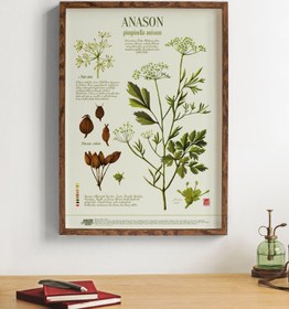 Resim Anason Botanik, Poster 