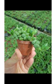 Resim DOĞA BAHÇESİ Sarkık Yapılı 5.5 cm Tesbih Çiçeği 