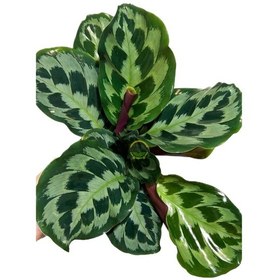 Resim Calathea Helen Kennedy Bitkisi 'dua Çiçeği' 