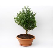 Resim Bonsai Şimşir Fidanı Buxus Sempervirens Rotundifolia 2 Adet 