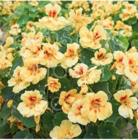 Resim Tropaeolum Peach Melba Latin Çiçeği Tohumu 10 Adet N11781 