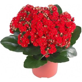 Resim Kalanşo Çiçeği 8 Adet Pembe.Beyaz.Kırmızı.Sarı Renk 