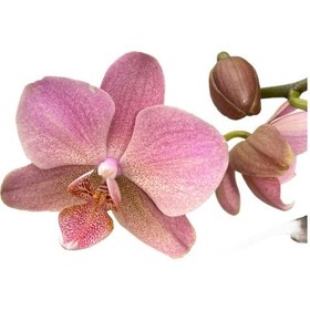 Resim Phalaenopsis 'treviso' Pembe Orkide Ø12 Cm 45-50 Cm 