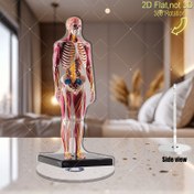 Resim 2D Düz, 360° Dönebilen Hareketli Eklem Anatomik Model - 2D Düz İskelet Kası ve Organ Sistemi - Öğrenciler, Hekimler için Tıbbi Eğitim Mankeni / Ev/Sınıf Dekoru Dayanıklı Akrilik Yapım, Güç Kaynağı Şart Değildir, Kolay Temizlenebilir - Anatomi Eğitimi & Sağlık Profesyonelleri İçin İdeal Hediye - Etiketli İskelet ve Kasa Detaylı Str 