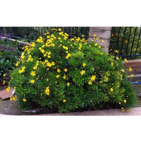 Resim 10 ADET SARI PAPATYA EURYOPS- ÇOK YILLIK DIŞ MEKAN ÇİÇEĞİ 