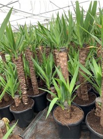 Resim Iki Gövdeli Yuka Çiçeği 