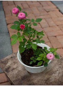 Resim Videolu Pembe Yediveren Gül (25 35 Cm) Saksıda Aşılı Gül Fidanı Pink Rose 