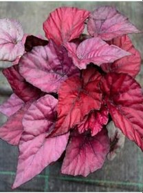 Resim Videolu Kırmızı Yaprak Pembe Begonya Çiçeği Fidanı 1 Adet Saksılı 20-40Cm (Pink Begonia) 