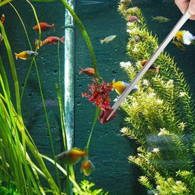 Resim 1 Adet/2 Adet Akvaryum Cımbızı Düz Kavisli Cımbız, Paslanmaz Çelik Sürüngen Besleme Pensesi, Teraryum Su Özelliği Aleti Besleyici, Kertenkeleler, Sakallı Ejderha Yılan Tank Aksesuarları İçin Uygun 