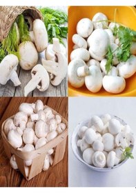 Resim 1 Gr Kültür Mantarı Tohumu Miseli 