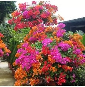 Resim Bougainvillea Begonvil Fidanı, 40-60 Cm, Saksıda Bougainvillea 