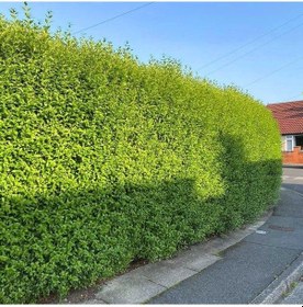 Resim Ligustrum Kurtbağrı 3 Adet 100-120 Cm - Çit Bitkisi Büyük Boy 