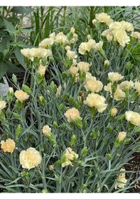 Resim Sarı Karanfil 40 50 Cm 4 Adet Saksılı/ Tüplü Çiçekli Bodur Bitki Dianthus Caryophyllus 