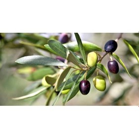 Resim Gemlik - Trilye Zeytin Fidanı Tüplü Ve Aşılı 3 Yaş 2 Adet 