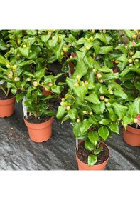 Resim Japon Kamelyası Fidanı 'camellia Japonica'' İthal 