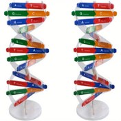 Resim Eğitim için 1 Adet Eğitim DNA Model Kit - Şarj Edilmemiş, Pilsiz, Dayanıklı Malzeme 
