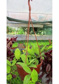 Resim Mum Çiçeği Askılı Saksıda - Hoya Carnosa 