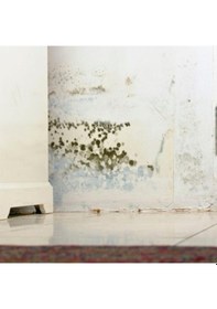 Resim Miss Flora Nem Alıcı 450 Gr + 5 Adet Yedek 