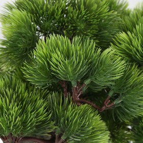 Resim Saksılı Bonsai Çam Ağacı 40cm 