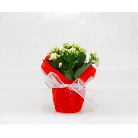 Resim BEYAZ KALANŞÖ ÇİÇEĞİ - SEVGİLİLER GÜNÜ ve ÖZEL GÜN HEDİYESİ 