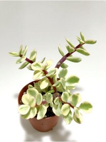 Resim serada decor & plant Portulaca Afra Variegata (alacalı Fil Azığı) Sukulent Bitki 