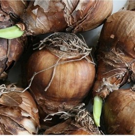 Resim Garden Opera Nergis Soğanı 3 Adet 