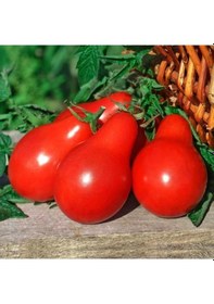 Resim Red Pear Domates Tohumu 15 Tohum 1 Set 
