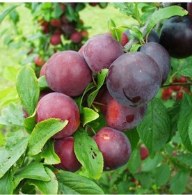 Resim Tüplü Red Beauty Erik Fidanı 