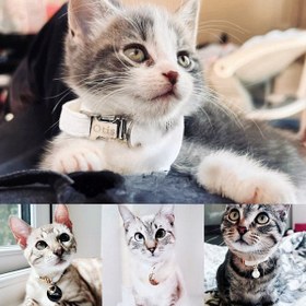 Resim Cat collar named Zilli cat collar 745094 - Yellow Collar / L 20-32cm 