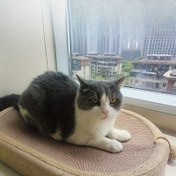 Resim Ücretsiz Kargo İnanılmaz [Sisal Halat Kedi Seti] Uzun Ömürlü Sisal-Kedi Tırnaklık & Yatak Seti | Rahat Dinlenme Alanı, Dökülme Yok, Mobilya Koruma, Kediler İçin İdeal 