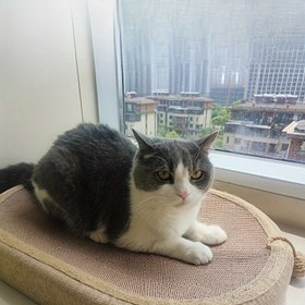 Resim Ücretsiz Kargo İnanılmaz [Sisal Halat Kedi Seti] Uzun Ömürlü Sisal-Kedi Tırnaklık & Yatak Seti | Rahat Dinlenme Alanı, Dökülme Yok, Mobilya Koruma, Kediler İçin İdeal 