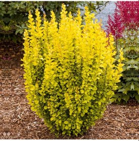 Resim Sarı Berberis Kadın Tuzluğu Berberis Thunbergii Maria 