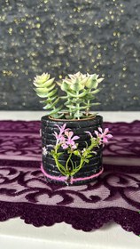 Resim NuNu By Vintage Bloom Saksılı Sukulent 