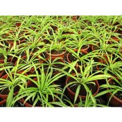 Resim Kurdele Çiçeği 2 Adet - Bonsai Saksısında Ofis Salon Bitkisi 